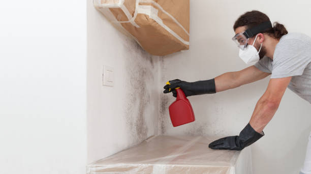 Professional Mold Cleanup technician working in Hialeah, FL